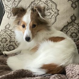 Daisy - Shetland Sheepdog