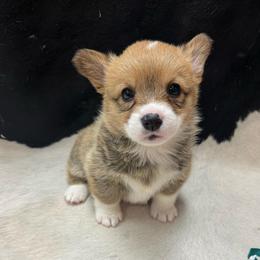 Minnie - Red female Pembroke Welsh Corgi puppy in Algona, Iowa from LTT Corgis