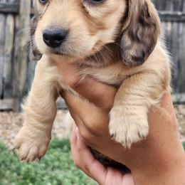 Ozzie - Cream female Dachshund puppy in Penrose, Colorado from Double Trouble Dachshunds
