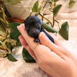 Sally - Black female Havapoo puppy in Marquand, Missouri from Perfectly Playful Doodles