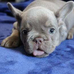 French Bulldog Puppies from R & S Frenchies