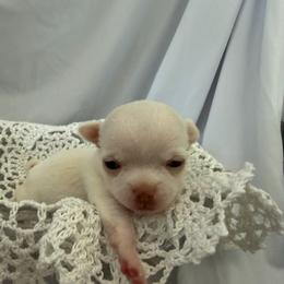 Donkey - Cream and white male Chihuahua puppy in Austin, Indiana from Dog Bones N Harmony