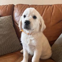 Yellow boy 3500.00 - Light golden male Golden Retriever puppy in Pahrump, Nevada from Southern Nevada Goldens