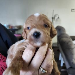 Benji lt blue collar - Apricot male Goldendoodle puppy in Fairmount, Indiana from Capens' Doodles,Poodles and Poo's