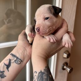 Girl 6 - Fawn brindle female American Staffordshire Terrier puppy in Lizella, Georgia from Àine Amstaffs