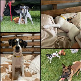 Companion Cross, Russell Terrier, and Yorkshire Terrier Puppies from Working W Kennels