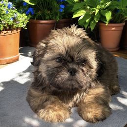 Red sable male - Sable male Shih Tzu puppy in Oklahoma from Rocky Oak Cavaliers & Biewer Terriers LLC