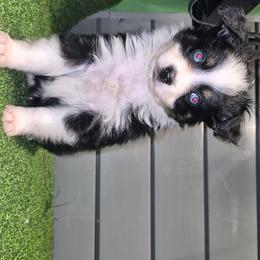 Boy 2 - Black tri male Toy Australian Shepherd puppy in Humansville, Missouri from Tater Tot aussies