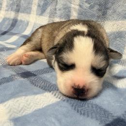 AKC Theodore - Gray and white male Siberian Husky puppy in Centreville, Maryland from Huskies By the Bay