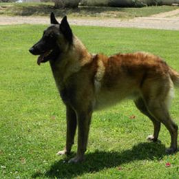 Belgian Malinois All Grown Up from Concho Belgian Malinois
