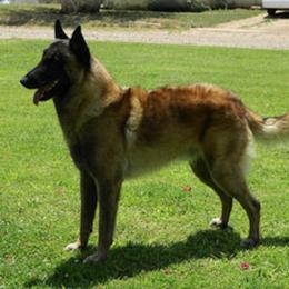 Belgian Malinois All Grown Up from Concho Belgian Malinois
