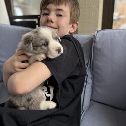 Cardigan Welsh Corgi Puppies from Squires Corgi Cottage