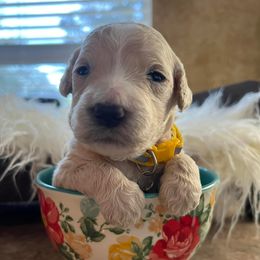 Goldendoodles from Luxury Doodle