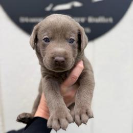 Orange collar - Silver male Dilute Retriever puppy in Valley Center, California from Stunning Silver Bullets Labradors