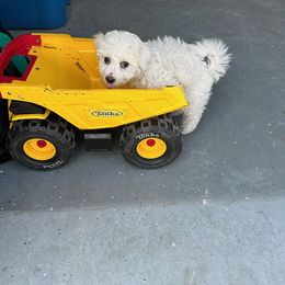 Bichon Frise Puppies from Waterloo Bichons AKC