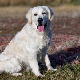 Fergus - Light golden male Golden Retriever puppy in Modesto, California from Rooster Valley Golden Retrievers