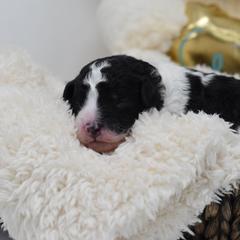 Border Collie and Bordoodle Puppies from Oregon Bordoodles
