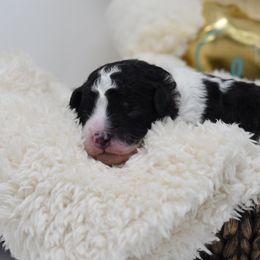 Border Collie and Bordoodle Puppies from Oregon Bordoodles