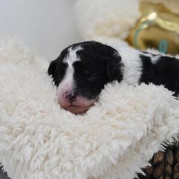 Border Collie and Bordoodle Puppies from Oregon Bordoodles