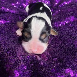 Cavalier King Charles Spaniel Puppies from Alexandra's Royal Cavaliers