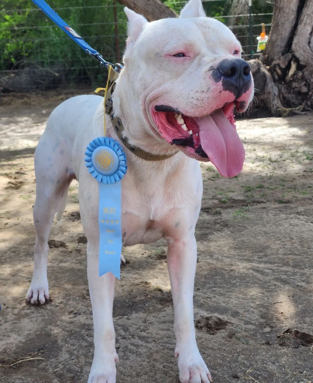Armani - Dogo Argentino