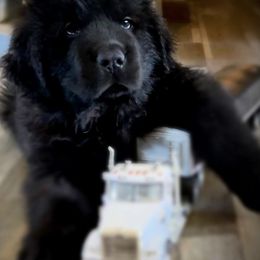 Newfoundlands from Donna's Newfoundlands