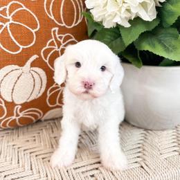 Donald - Chalk male Australian Labradoodle puppy in Palmdale, California from Pixie Doodle Paws