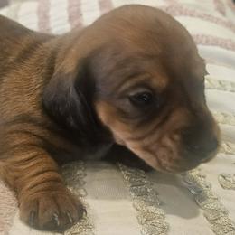 Rain - Dapple female Dachshund puppy in Celina, Texas from Daisy's Doxies