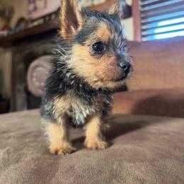 Marcus - Black and tan male Norwich Terrier puppy in Groesbeck, Texas from Ranch 4M