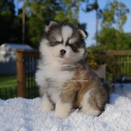 Hayden - Gray and white male Pomsky puppy in Loxahatchee, Florida from Cardinal Point Pomskies