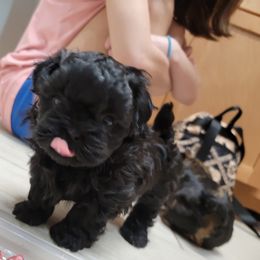 Shih Tzu Puppies from Chimera Shih Tzu