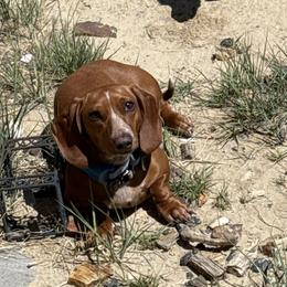 Dachshunds from Western Weens
