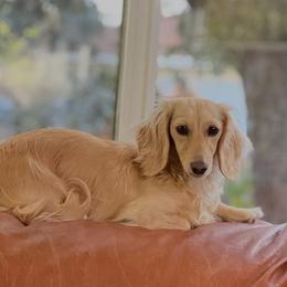 Daisie - Dachshund
