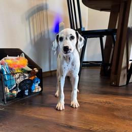 Violet - LUA - White and black female Dalmatian puppy in Mount Vernon, Missouri from Spots & Spirals