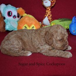 Gloria - Red female Cockapoo puppy in Hopkins, South Carolina from Sugar and Spice Cockapoos