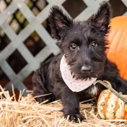 Scottish Terriers from Lake Cumberland Scottie’s