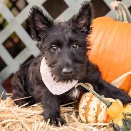 Scottish Terriers from Lake Cumberland Scottie’s