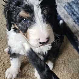 Bernedoodle Puppies from Joyful Pastures Homestead
