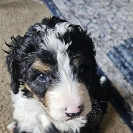 Bernedoodle Puppies from Joyful Pastures Homestead