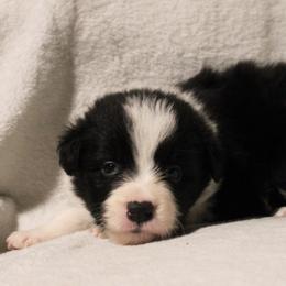 Shishoto -Green - Black and white male Border Collie puppy in Crawfordsville, Indiana from Rescued Dreams Border Collies