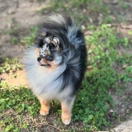 ROYA - Pomeranian
