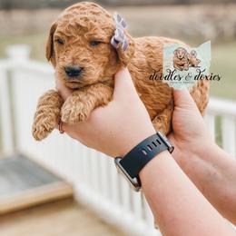 Dachshund, Goldendoodle, and Sheepadoodle Puppies from Doodles & Doxies
