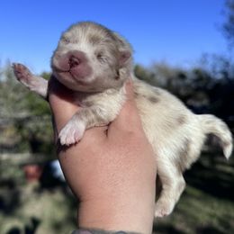 Cringle - Chocolate merle male Pomeranian puppy in Sandia, Texas from Broken Arrow Poms