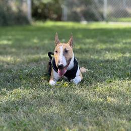 Bull Terrier Puppies from Lynn Hill Bull Terriers