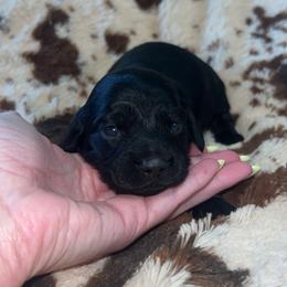 Ace - Black male Dachshund puppy in Madisonville, Tennessee from L&A Dachshunds
