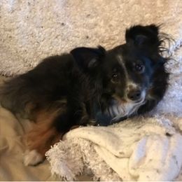 Miniature American Shepherd, Miniature Australian Shepherd, and Toy Australian Shepherd All Grown Up from Shade Tree Aussies