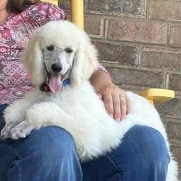 Rocky - White male Poodle puppy in Pleasant Grove, Utah from Out of This World Poodles