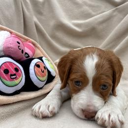 Sushi Roll - White and orange female Brittany puppy in Downers Grove, Illinois from Attitude Brittanys