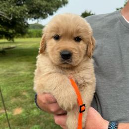 Orange girl - Golden female Golden Retriever puppy in Macy, Indiana from Macy Golden Meadows