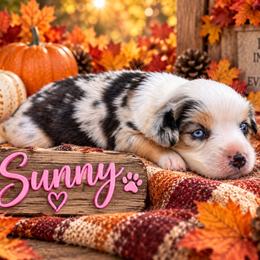 Sunny - Blue merle female Miniature Australian Shepherd puppy in Idalou, Texas from Lonesome Pine Mini Aussies
